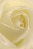 This intimate glimpse into the heart of a cream-white rose transports you directly into its delicate embrace, as if wandering through the gentle early-morning quiet of Covent Garden itself. Each velvety petal unfurls in a perfect spiral, almost whisper-light, reminiscent of mist settling over the nearby Piazza. Soft shadows curl between folds of pale ivory and buttercream, imparting an understated drama and serenity to the composition. The atmosphere is tranquil, inviting pause and reflection-whether for a moment of sympathy, admiration, or to mark a new beginning. As a local Covent Garden florist, I recognize in this flower the purest symbol of respect and hope: its fragile outer petals suggest vulnerability, while their flawless arrangement reveals the skilled hands devoted to each bespoke bouquet. There's a suggestion of sweet, gentle fragrance-unobtrusive, yet unforgettable-lingering in the mind, much like a cherished memory carried on a stroll past the market's historic arcades. This rose, in all its nuanced beauty, reflects both the tenderness and expertly honed attention found at the heart of our neighbourhood's floral tradition.